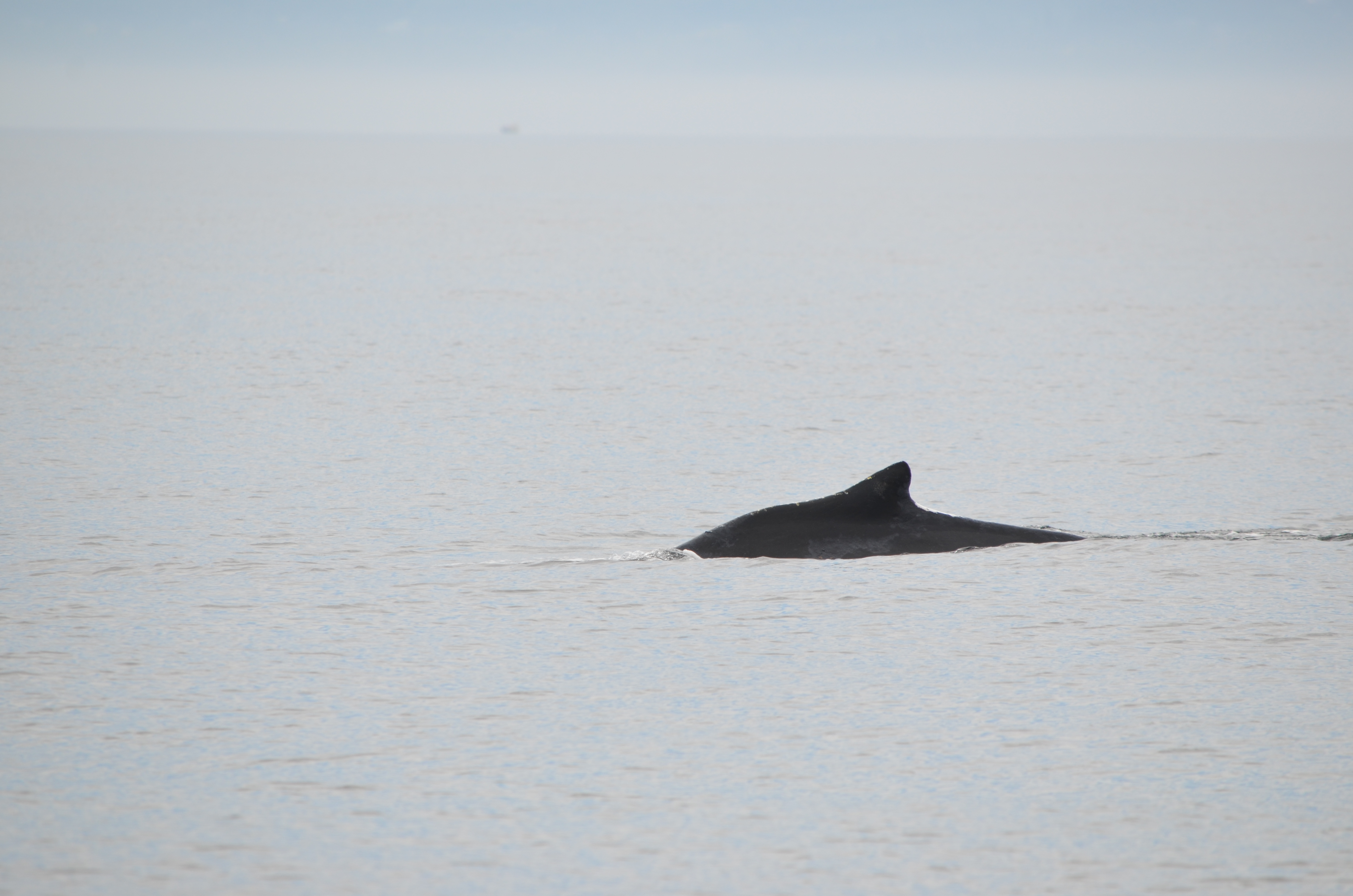 photos/wildlife/Mammal_Species/Humpback Whale/DSC_0031.JPG